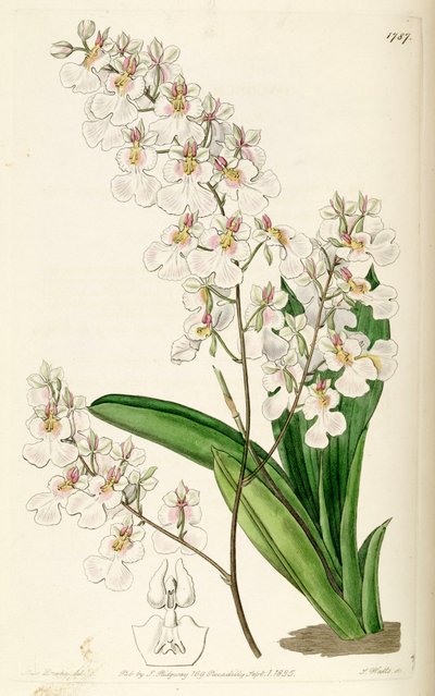 Tolumnia pulchella (als syn. Oncidium pulchellum) von Miss Drake